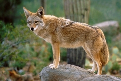 COYOTE  #W100