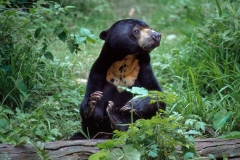 SUN BEAR  #WSB100