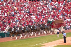 RETURN OF THE CLYDESDALES  #SBB103