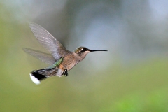 RUBY THROATED HUMMINGBIRD TWO  #BRTH101