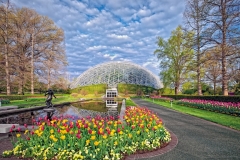 TULIPS AT THE CLIMATRON  #SBG203