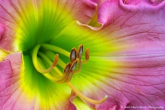 HEMEROCALLIS MARY FRANCIS RAGAIN DAYLILY  #FDL112