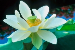 NELLUMBO LUTEA AMERICAN YELLOW LOTUS  #FAL102