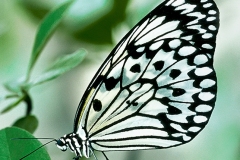 PAPER KITE BUTTERFLY  #I104