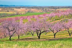 PEACH TREES IN BLOOM  #LM108
