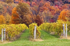 MISSOURI VINEYARDS THREE  #LM116