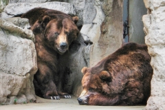 BEARS  #S104